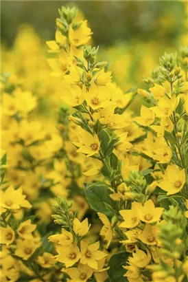 Gepunkteter Gilbweiderich - Lysimachia punctata