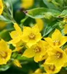 Gepunkteter Gilbweiderich - Lysimachia punctata