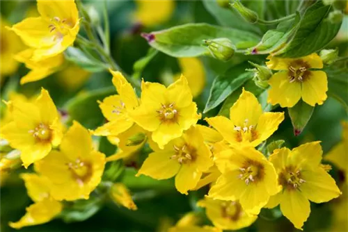 Gepunkteter Gilbweiderich - Lysimachia punctata