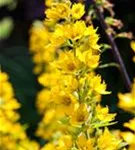 Gepunkteter Gilbweiderich - Lysimachia punctata