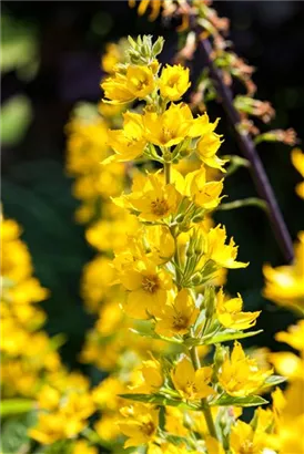 Gepunkteter Gilbweiderich - Lysimachia punctata