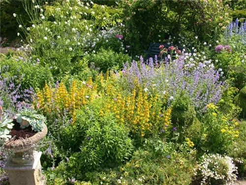 Gepunkteter Gilbweiderich - Lysimachia punctata