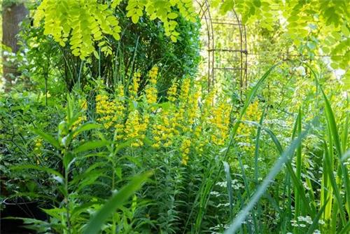 Gepunkteter Gilbweiderich - Lysimachia punctata