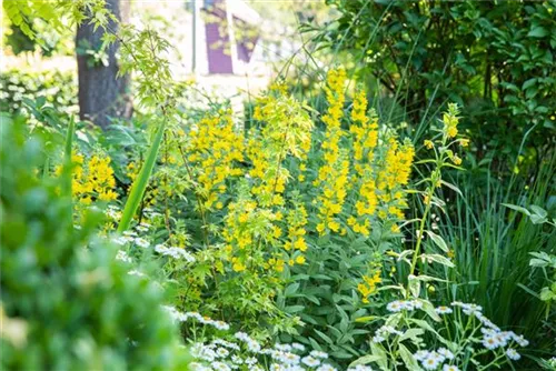 Gepunkteter Gilbweiderich - Lysimachia punctata