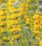 Gepunkteter Gilbweiderich - Lysimachia punctata