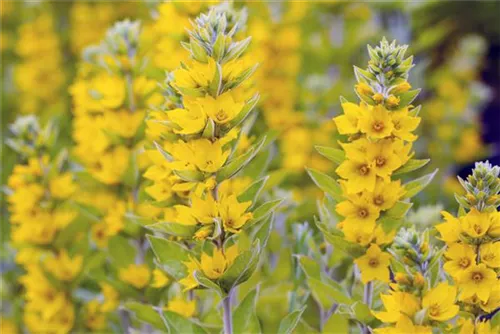 Gepunkteter Gilbweiderich - Lysimachia punctata