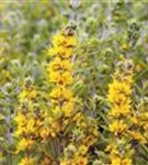 Gepunkteter Gilbweiderich - Lysimachia punctata