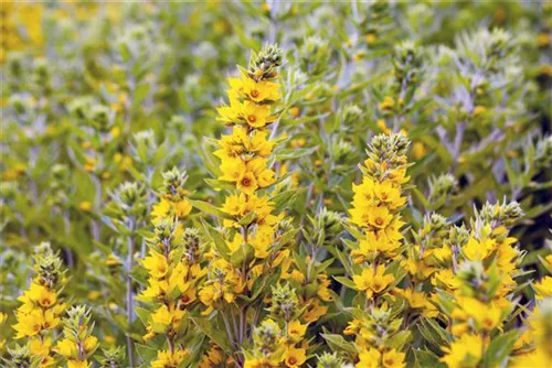 Gepunkteter Gilbweiderich - Lysimachia punctata