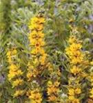 Gepunkteter Gilbweiderich - Lysimachia punctata