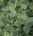 Buntblättrige Garten-Minze - Mentha suaveolens 'Variegata'