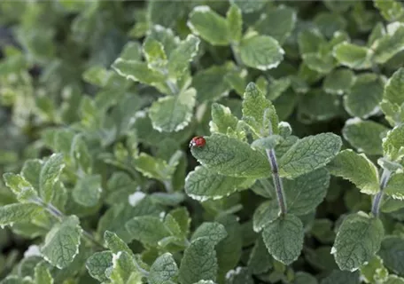 Mentha suaveolens 'Variegata' - Buntblättrige Garten-Minze