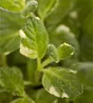 Buntblättrige Garten-Minze - Mentha suaveolens 'Variegata'