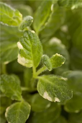 Buntblättrige Garten-Minze - Mentha suaveolens 'Variegata'