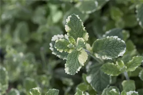 Buntblättrige Garten-Minze - Mentha suaveolens 'Variegata'