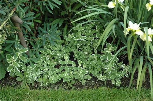 Buntblättrige Garten-Minze - Mentha suaveolens 'Variegata'