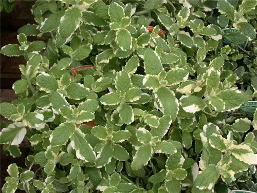 Buntblättrige Garten-Minze - Mentha suaveolens 'Variegata'