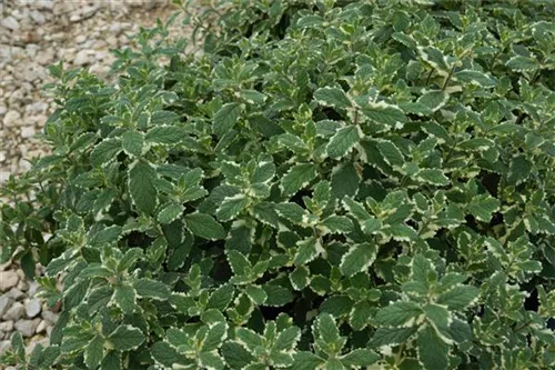 Buntblättrige Garten-Minze - Mentha suaveolens 'Variegata'