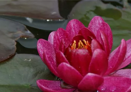 Nymphaea x cult.'James Brydon' - Garten-Seerose