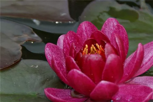 Garten-Seerose - Nymphaea x cult.'James Brydon'