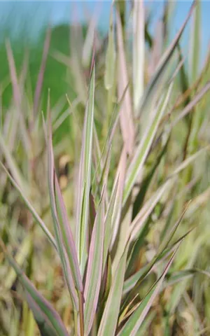 Glyceria maxima 'Variegata'