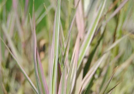 Glyceria maxima 'Variegata' - Buntblättriges Garten-Süßgras