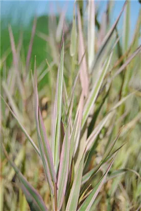 Buntblättriges Garten-Süßgras - Glyceria maxima 'Variegata'