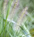 Asiatisches Federborstengras - Pennisetum alopecuroides, gen.