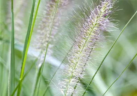 Pennisetum alopecuroides, gen. - Asiatisches Federborstengras