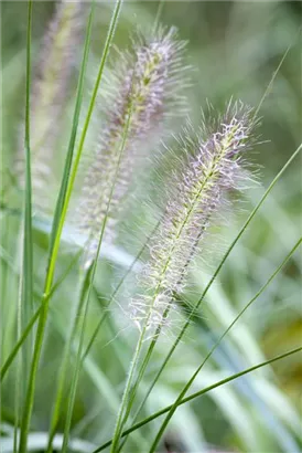 Asiatisches Federborstengras - Pennisetum alopecuroides, gen.