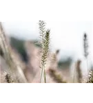 Asiatisches Federborstengras - Pennisetum alopecuroides, gen.