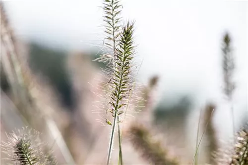 Asiatisches Federborstengras - Pennisetum alopecuroides, gen.