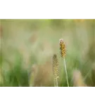 Asiatisches Federborstengras - Pennisetum alopecuroides, gen.