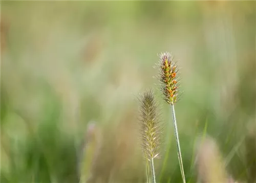 Asiatisches Federborstengras - Pennisetum alopecuroides, gen.