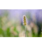 Asiatisches Federborstengras - Pennisetum alopecuroides, gen.