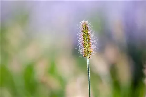 Asiatisches Federborstengras - Pennisetum alopecuroides, gen.