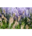 Asiatisches Federborstengras - Pennisetum alopecuroides, gen.