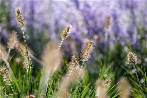 Asiatisches Federborstengras - Pennisetum alopecuroides, gen.