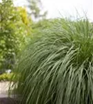 Asiatisches Federborstengras - Pennisetum alopecuroides, gen.