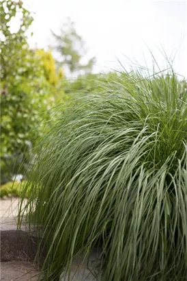 Asiatisches Federborstengras - Pennisetum alopecuroides, gen.