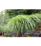 Asiatisches Federborstengras - Pennisetum alopecuroides, gen.