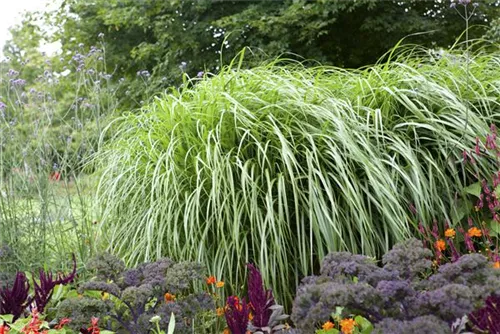 Asiatisches Federborstengras - Pennisetum alopecuroides, gen.