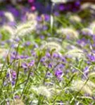 Asiatisches Federborstengras - Pennisetum alopecuroides, gen.