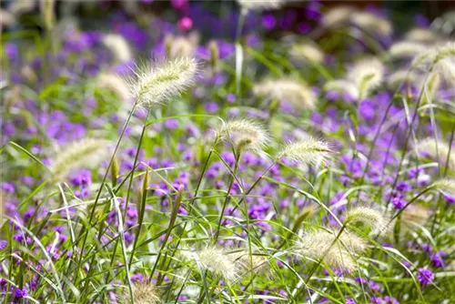 Asiatisches Federborstengras - Pennisetum alopecuroides, gen.