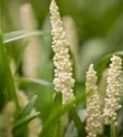 Garten-Glöckchentraube - Liriope muscari 'Monroe White'