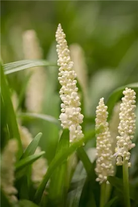 Garten-Glöckchentraube - Liriope muscari 'Monroe White'