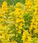 Garten-Gilbweiderich - Lysimachia punctata 'Alexander'