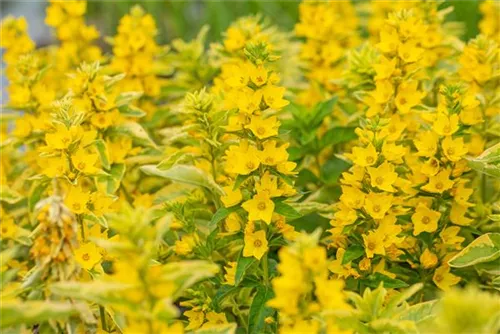 Garten-Gilbweiderich - Lysimachia punctata 'Alexander'