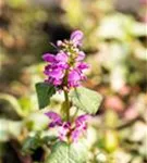 Gefleckte Garten-Taubnessel - Lamium maculatum 'Beacon Silver'