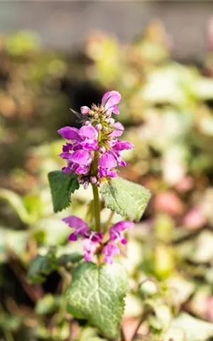 Lamium maculatum 'Beacon Silver'