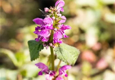 Lamium maculatum 'Beacon Silver' - Gefleckte Garten-Taubnessel